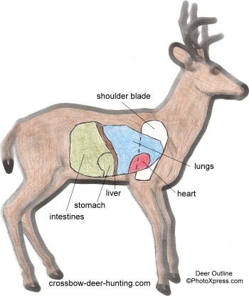 Shot Placement Whitetail Deer Hunting